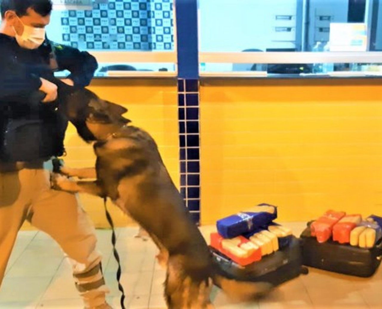 Cão policial localiza 23 quilos de maconha dentro de ônibus em Feira de Santana; homem foi preso pela PRF