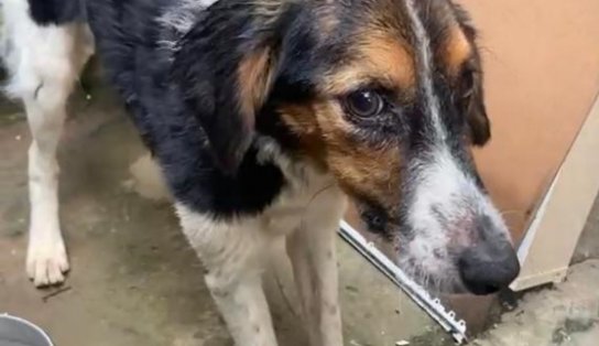 Cão vítima de maus tratos é resgatado pela polícia no bairro de Itacaranha