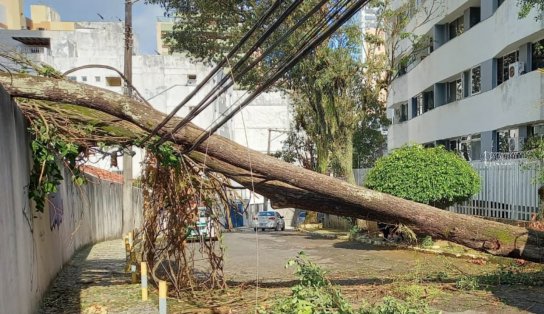 Árvore de grande porte cai e interdita rua no bairro da Graça; energia elétrica chegou a ser interrompida