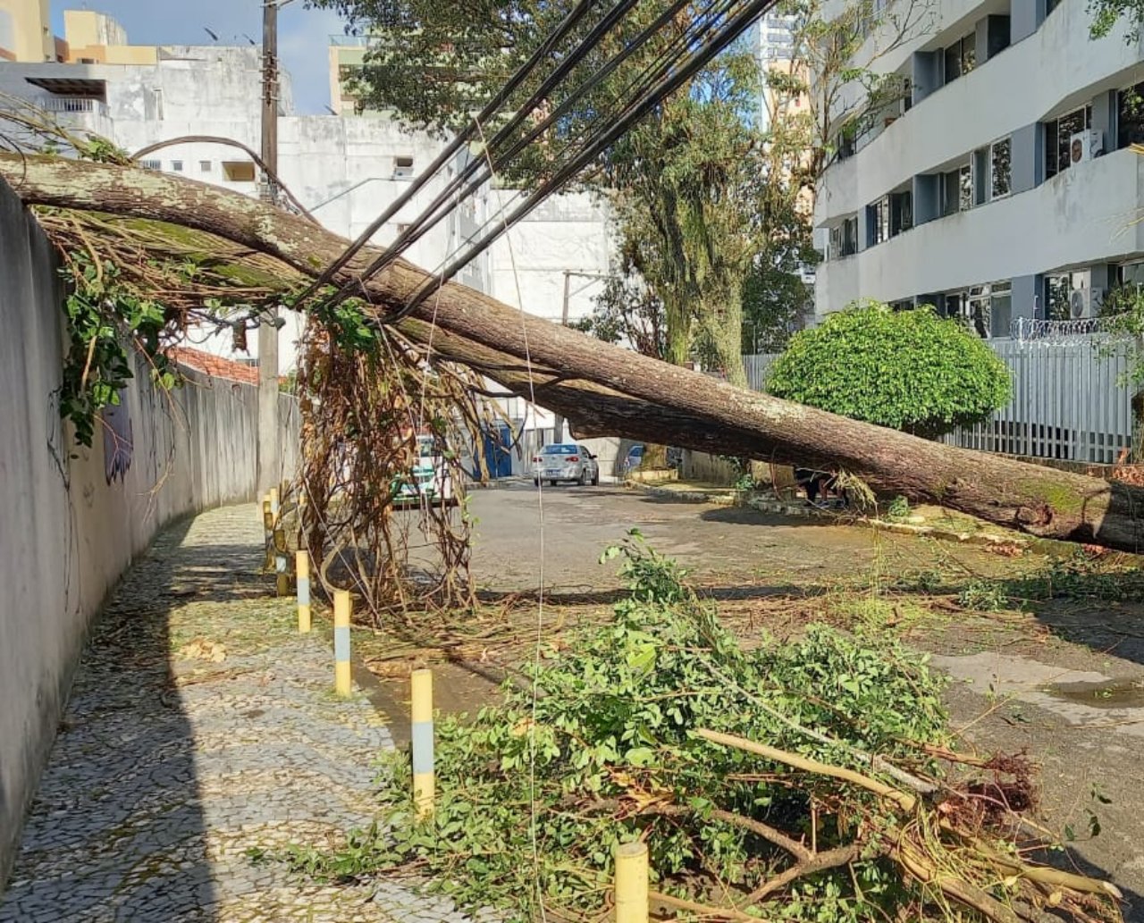 Árvore de grande porte cai e interdita rua no bairro da Graça; energia elétrica chegou a ser interrompida