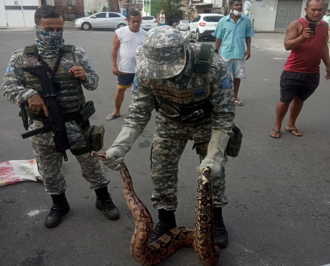 Três serpentes são resgatadas pelo GEPA em bairros diferentes de Salvador