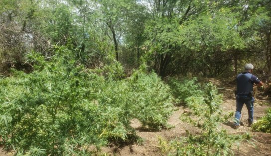 Plantação com mais de 2 mil pés de maconha é erradicada pela polícia em Juazeiro