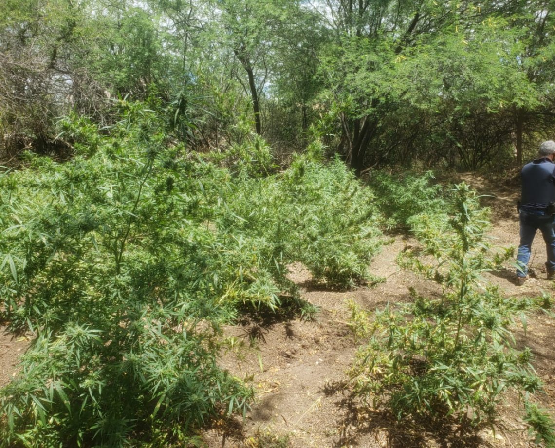 Plantação com mais de 2 mil pés de maconha é erradicada pela polícia em Juazeiro