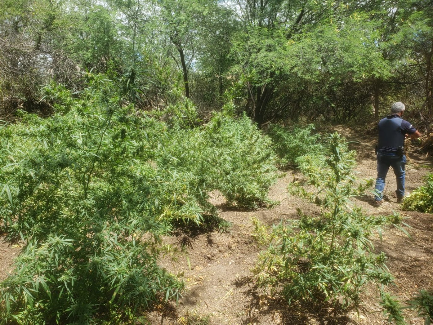 Plantação com mais de 2 mil pés de maconha é erradicada pela polícia em Juazeiro