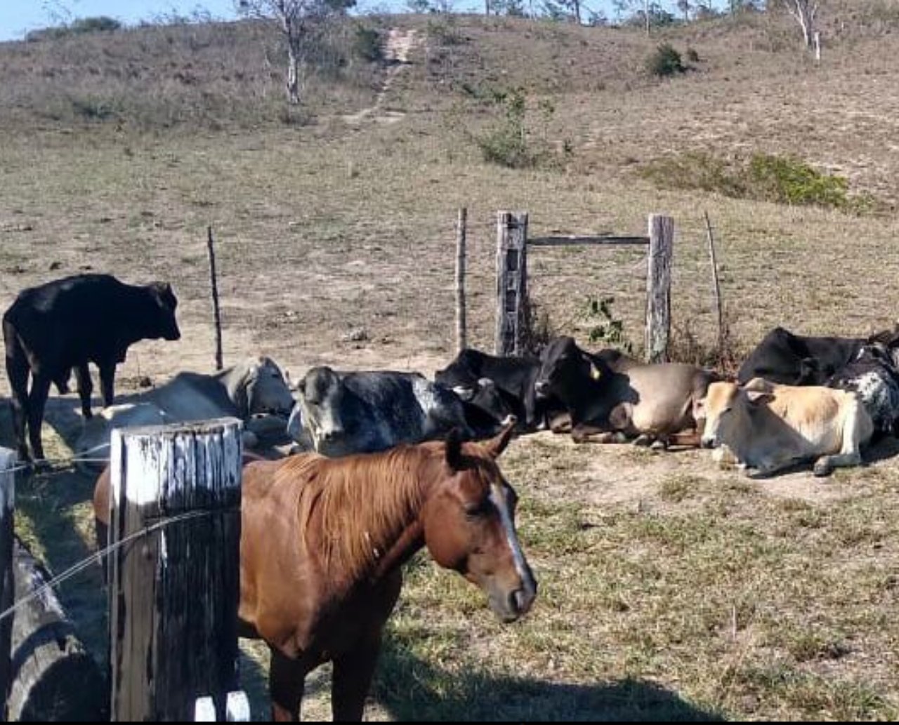 Polícia desmantela grupo suspeito de roubar 38 animais avaliados em R$ 100 mil na Bahia; líder do bando é procurado