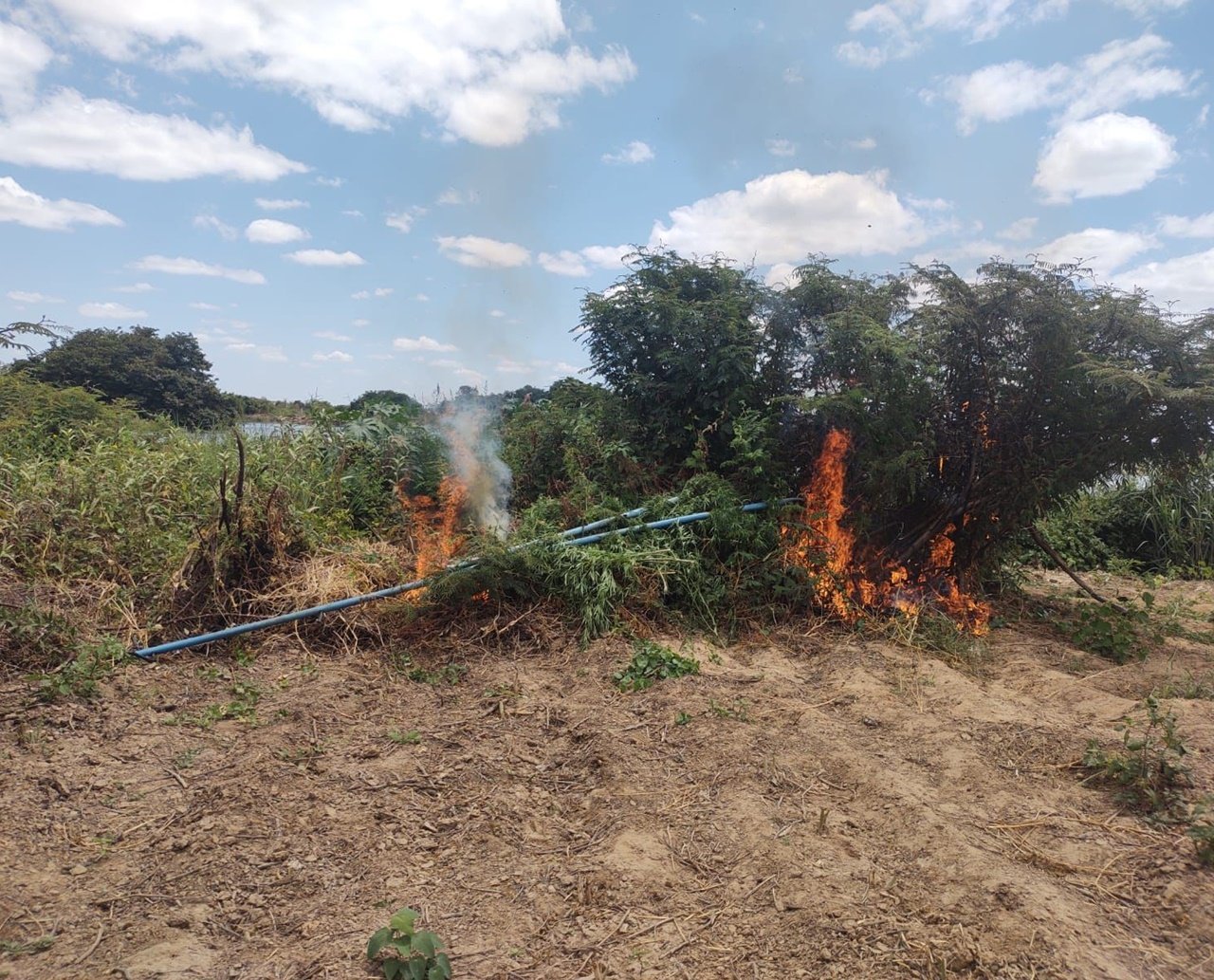 PM elimina 13 mil pés de maconha em povoado no interior da Bahia