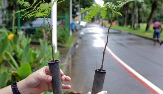 Ganhe uma muda da Mata Atlântica no Dia da Árvore e ainda ajude instituições de caridade de Salvador; saiba como