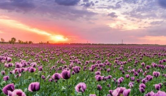 Primavera: presença do fenômeno La Niña deve aumentar média de chuvas na estação das flores que acaba de começar