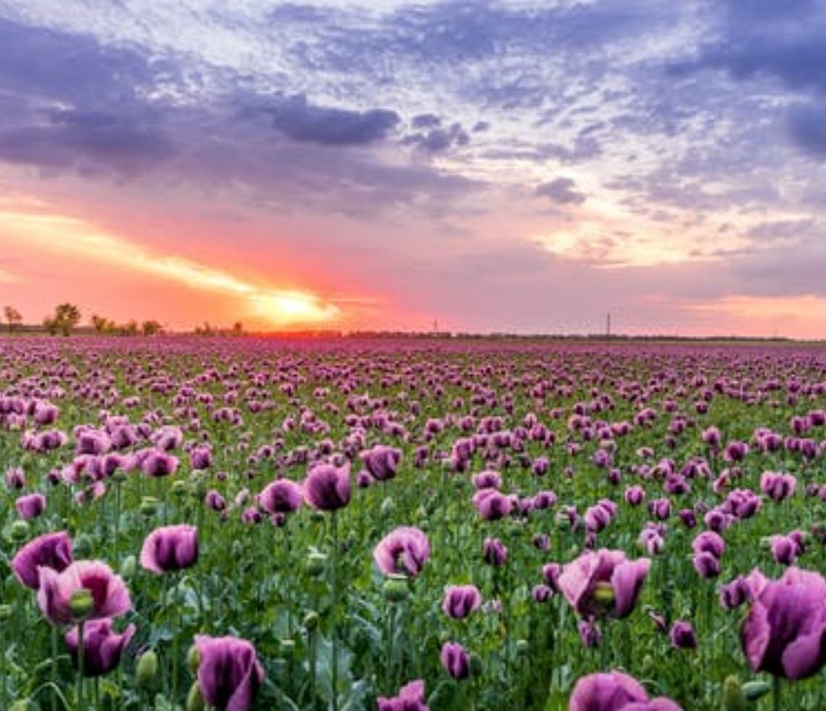 Primavera: presença do fenômeno La Niña deve aumentar média de chuvas na estação das flores que acaba de começar