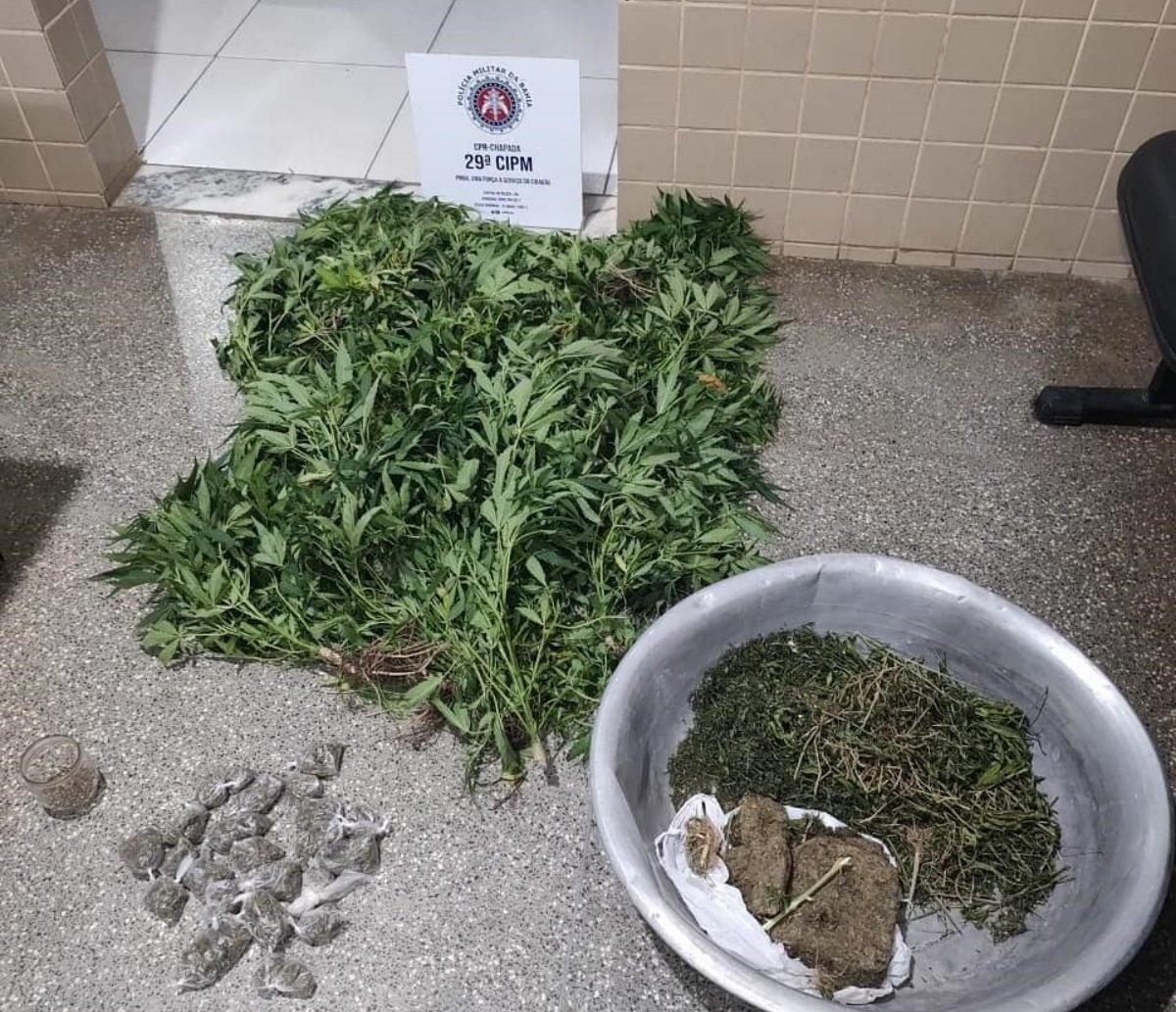 Irmãos são presos em plantação de maconha no município de Seabra; mais de 50 pés da erva foram erradicadas