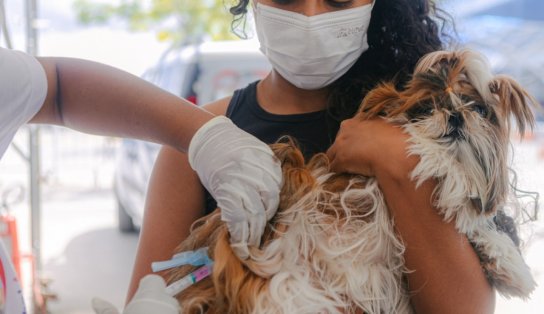 Atenção tutores! Campanha de Vacinação Antirrábica é prorrogada em Salvador para até quinta-feira; saiba mais