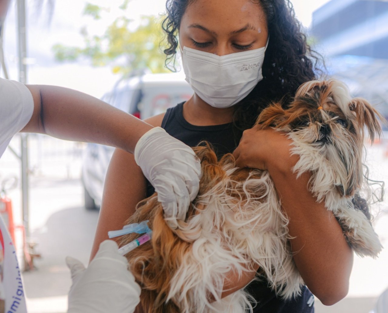 Atenção tutores! Campanha de Vacinação Antirrábica é prorrogada em Salvador para até quinta-feira; saiba mais