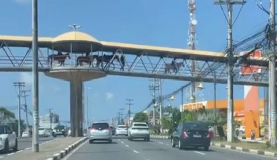 A passarela tá diferente! Cavalos são vistos atravessando a passarela da Estação Mussurunga