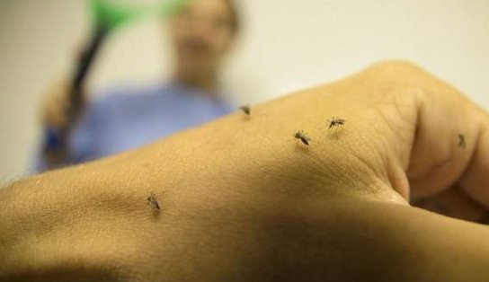 Verão Sem Mosquito: plano de combate ao Aedes aegypti será iniciado na quarta-feira em Salvador