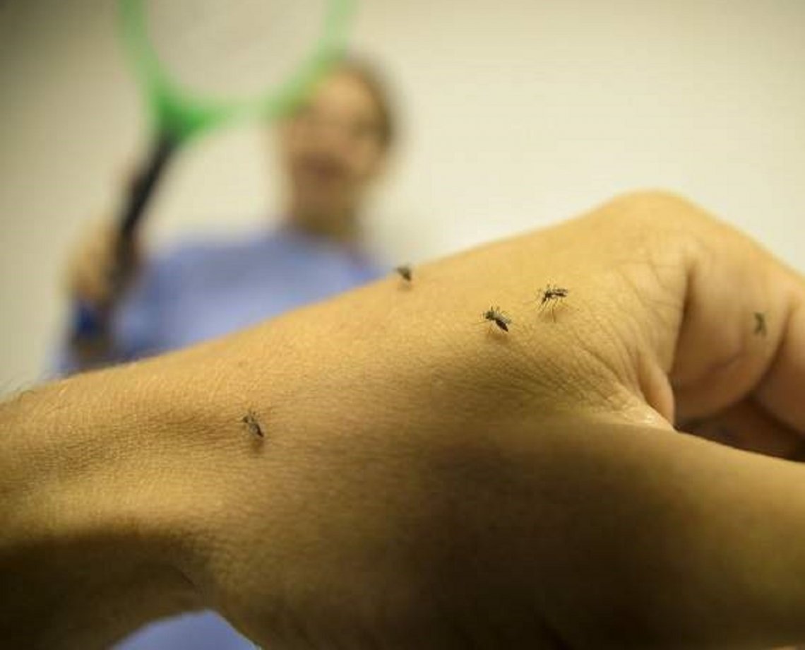 Verão Sem Mosquito: plano de combate ao Aedes aegypti será iniciado na quarta-feira em Salvador