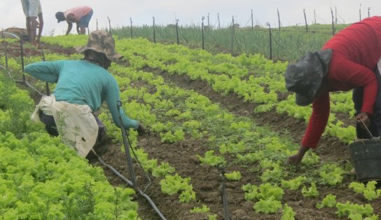 Conheça o primeiro e único licor baiano a conquistar o selo nacional da Agricultura Familiar 