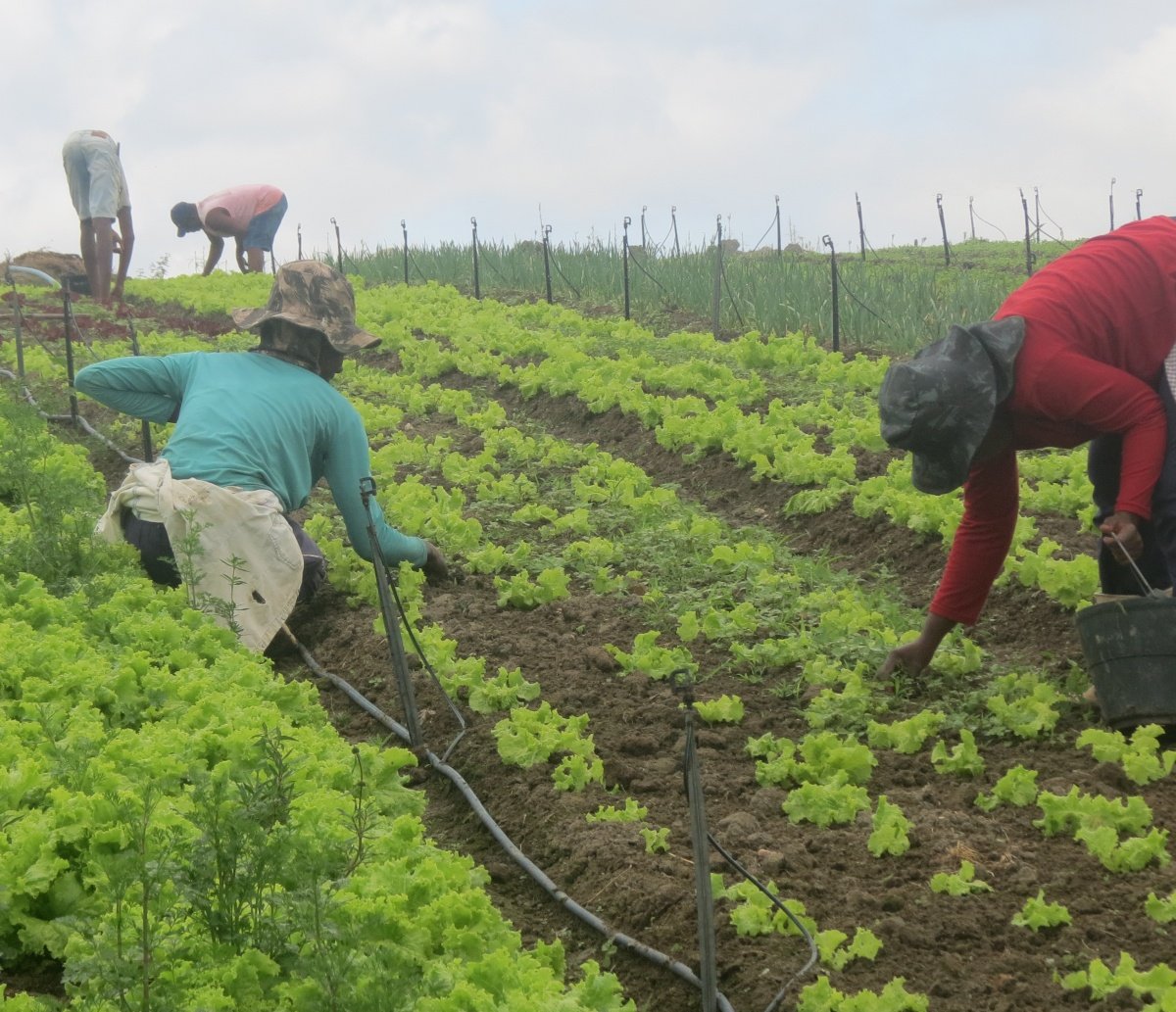 Conheça o primeiro e único licor baiano a conquistar o selo nacional da Agricultura Familiar 