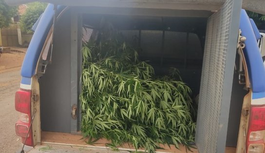 Barbeiro é preso por se ocupar de plantar e vender maconha ao invés de cortar cabelo