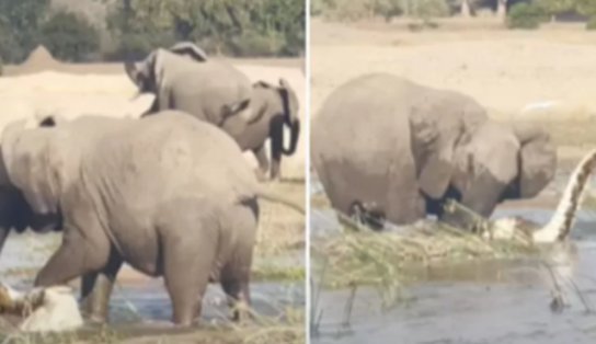 Durante safári, turista flagra mãe elefante pisoteando crocodilo até a morte após ameaça a filhotes; assista