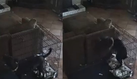 VÍDEO: cachorro tem coleira removida por 'fantasma' e deixa internautas assustados; assista