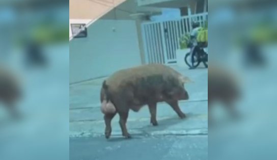 De quem é esse ... porco? A história do animal (ou família) que já é ponto turístico em Salvador; "quase bati o carro"