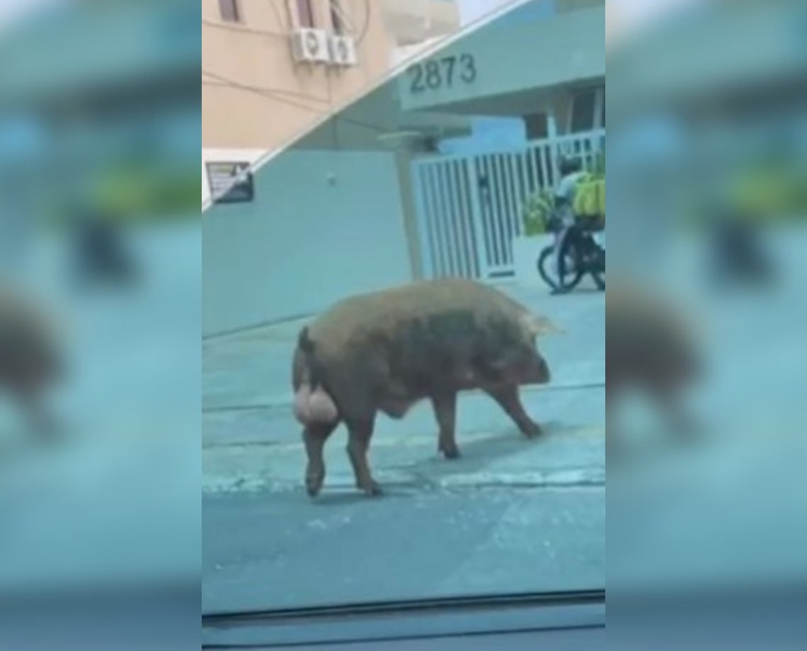 De quem é esse ... porco? A história do animal (ou família) que já é ponto turístico em Salvador; "quase bati o carro"