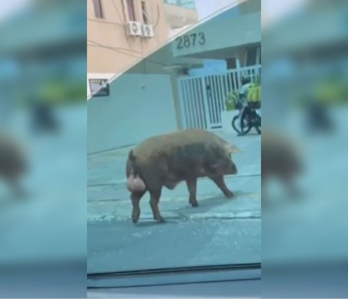 De quem é esse ... porco? A história do animal (ou família) que já é ponto turístico em Salvador; "quase bati o carro"