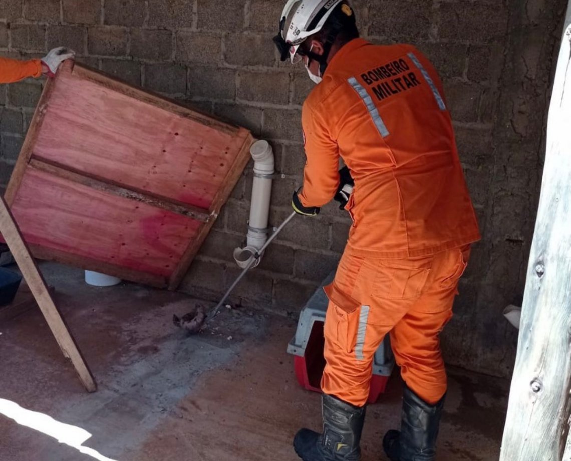 Susto! Jiboia é encontrada dentro de canil por bombeiros em Barreiras 