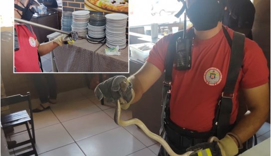 Vai uma pizza de cobra? Bombeiros resgatam réptil em meio aos pratos de estabelecimento na Bahia