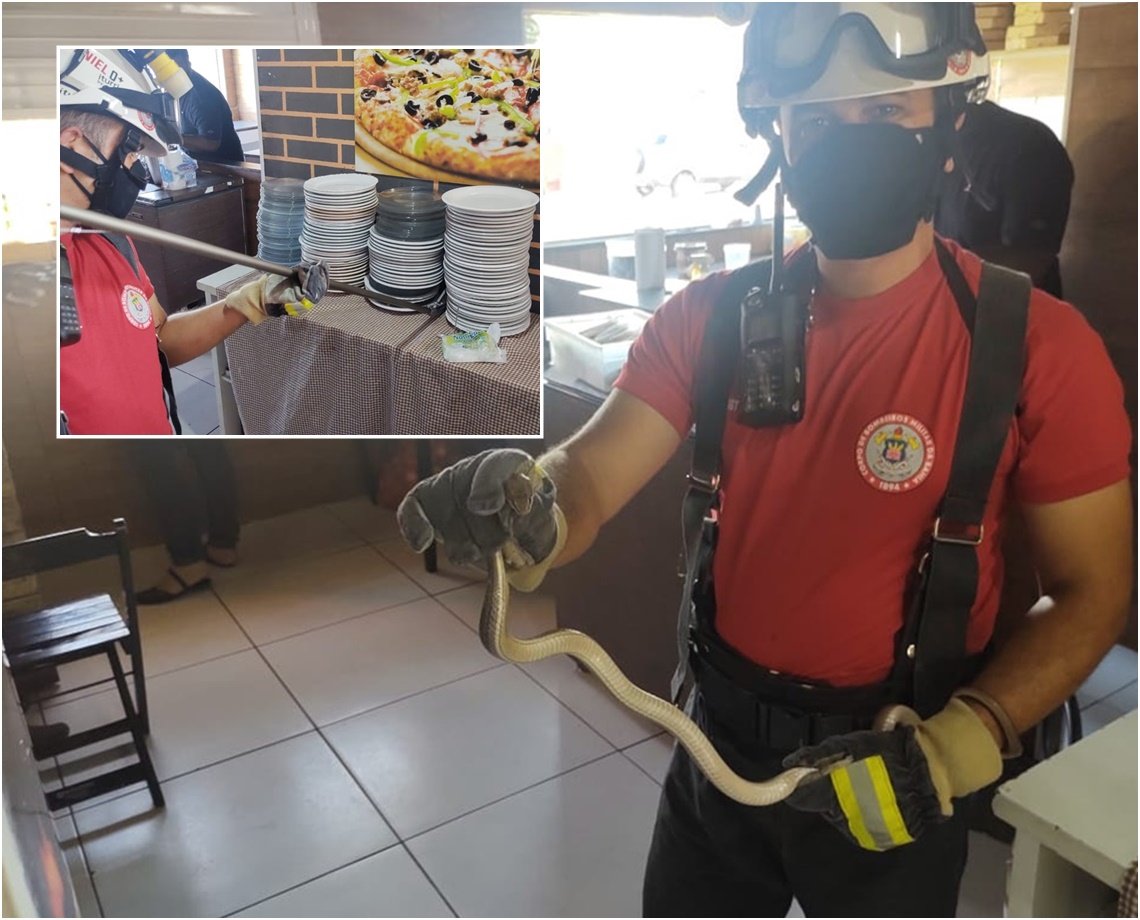 Vai uma pizza de cobra? Bombeiros resgatam réptil em meio aos pratos de estabelecimento na Bahia