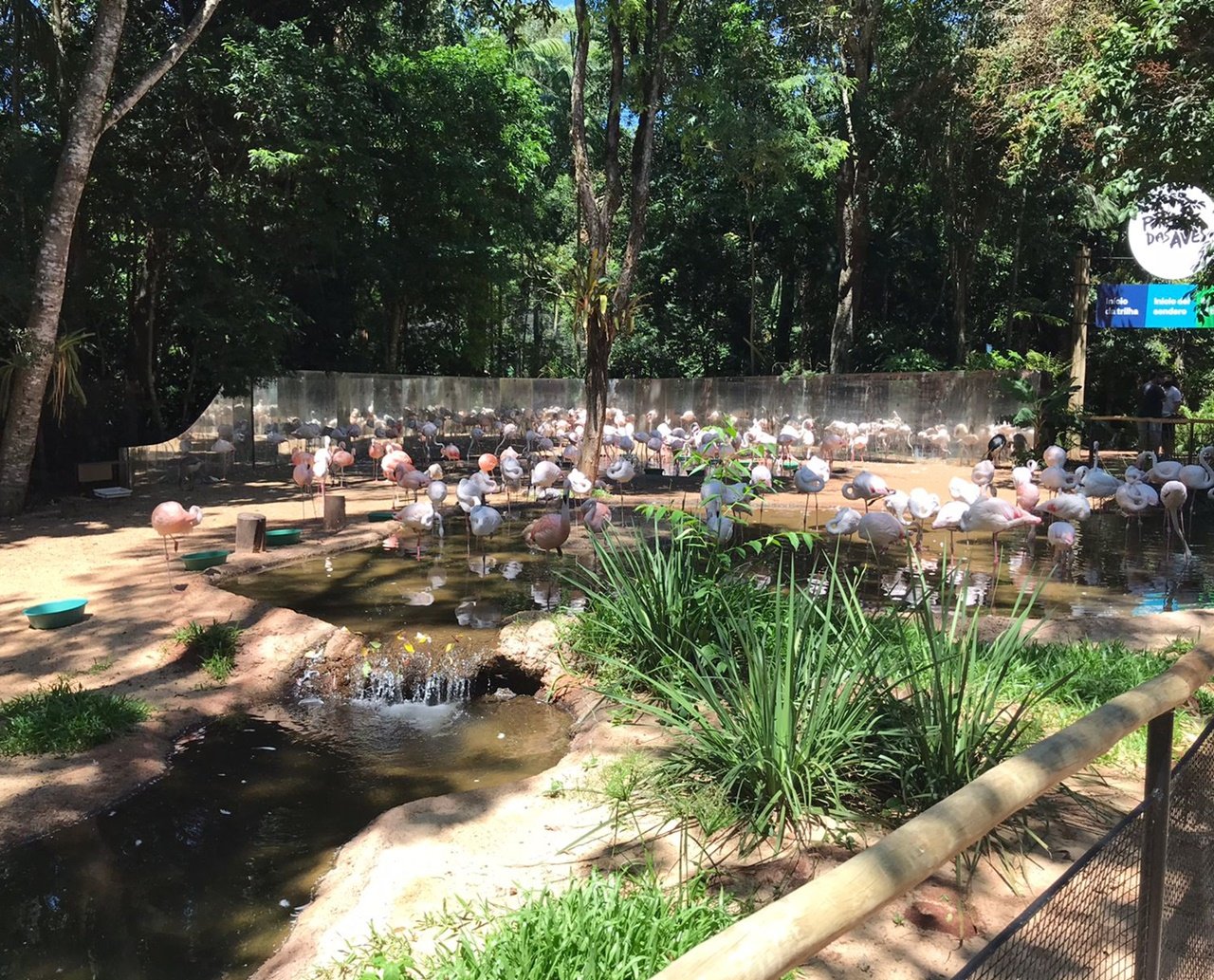 Tragédia: onças fazem ataque e matam 172 flamingos em um dos parques mais visitados do Brasil; "dia muito difícil"