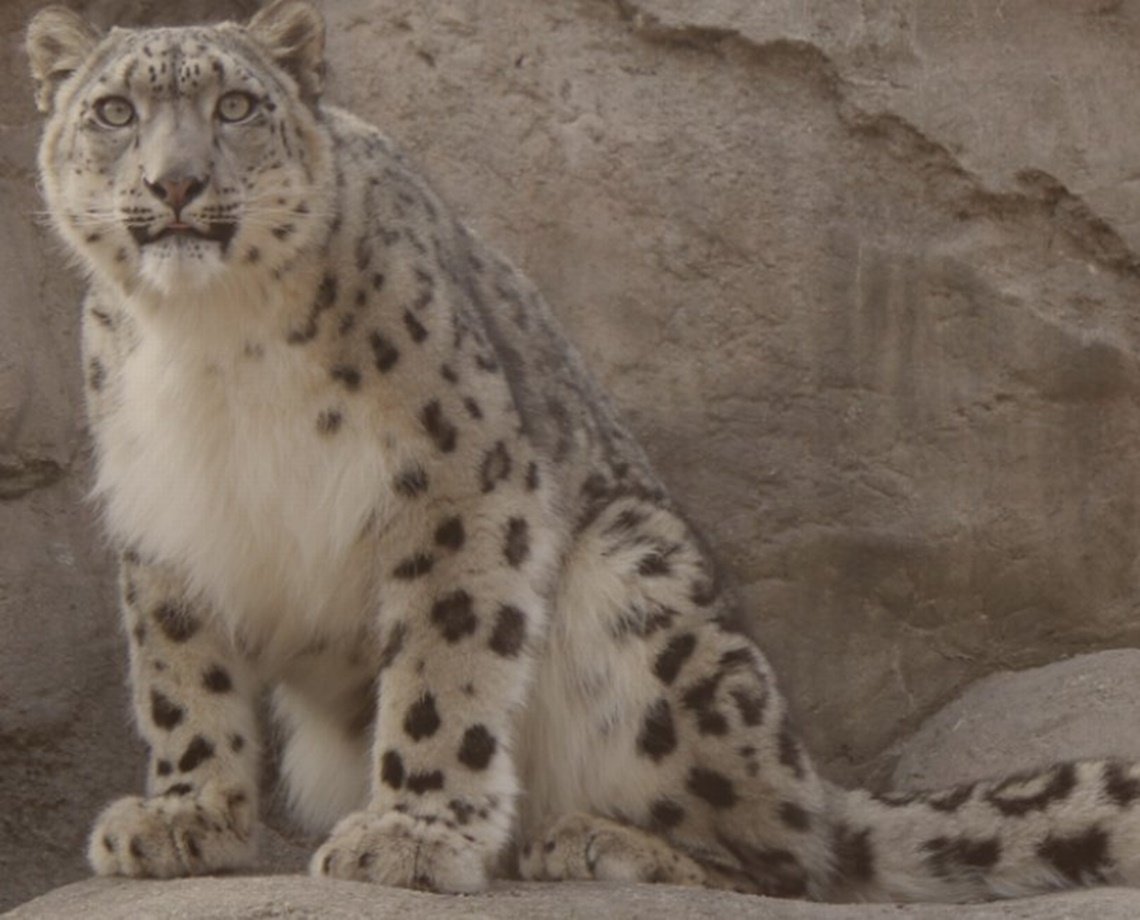 Três leopardos-das-neves morrem após contraírem Covid em zoológico nos Estados Unidos	