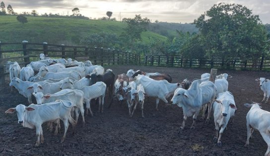 Operação desarticula quadrilha especializada em furto de gados na Bahia; grupo tinha propriedade avaliada em R$ 5 milhões e carros de luxo