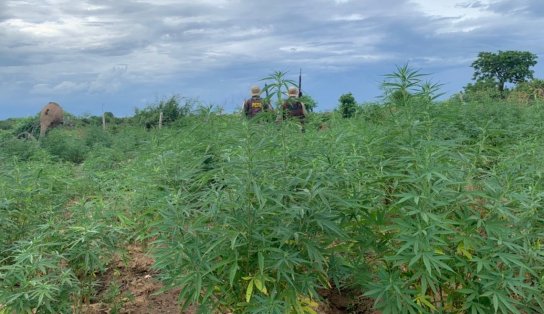 Plantação com 2,5 mil pés de maconha é erradicado em ilha baiana; 540 mil pés já foram retirados do local só em 2021