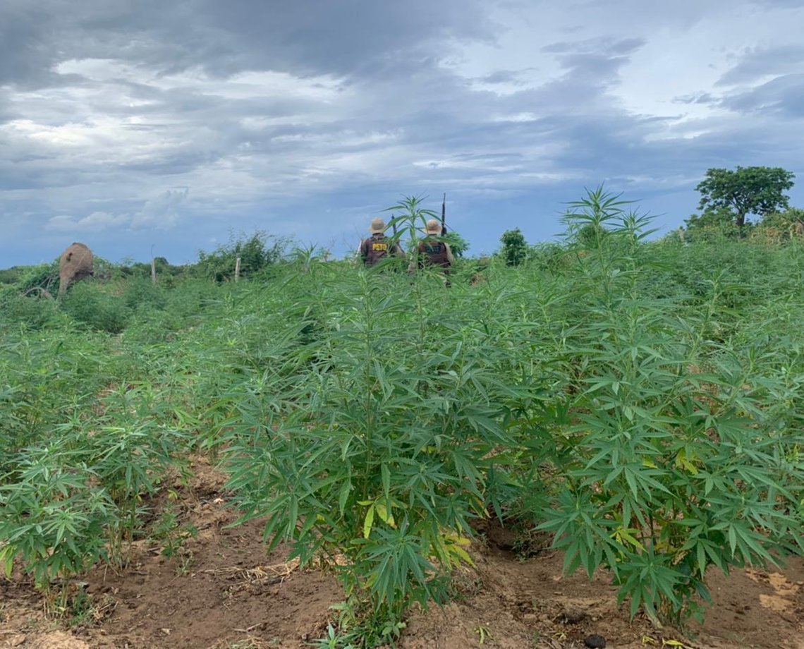 Plantação com 2,5 mil pés de maconha é erradicado em ilha baiana; 540 mil pés já foram retirados do local só em 2021