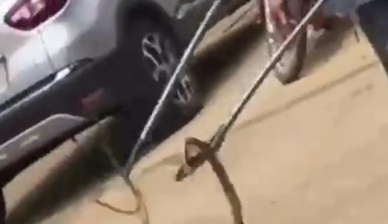 O que a cobra foi fazer no banco? Não se sabe, mas bombeiros tiram animal de agência em Barreiras; veja vídeo