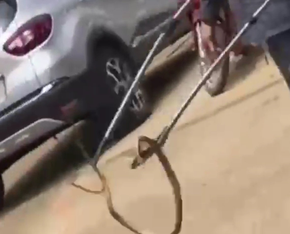 O que a cobra foi fazer no banco? Não se sabe, mas bombeiros tiram animal de agência em Barreiras; veja vídeo