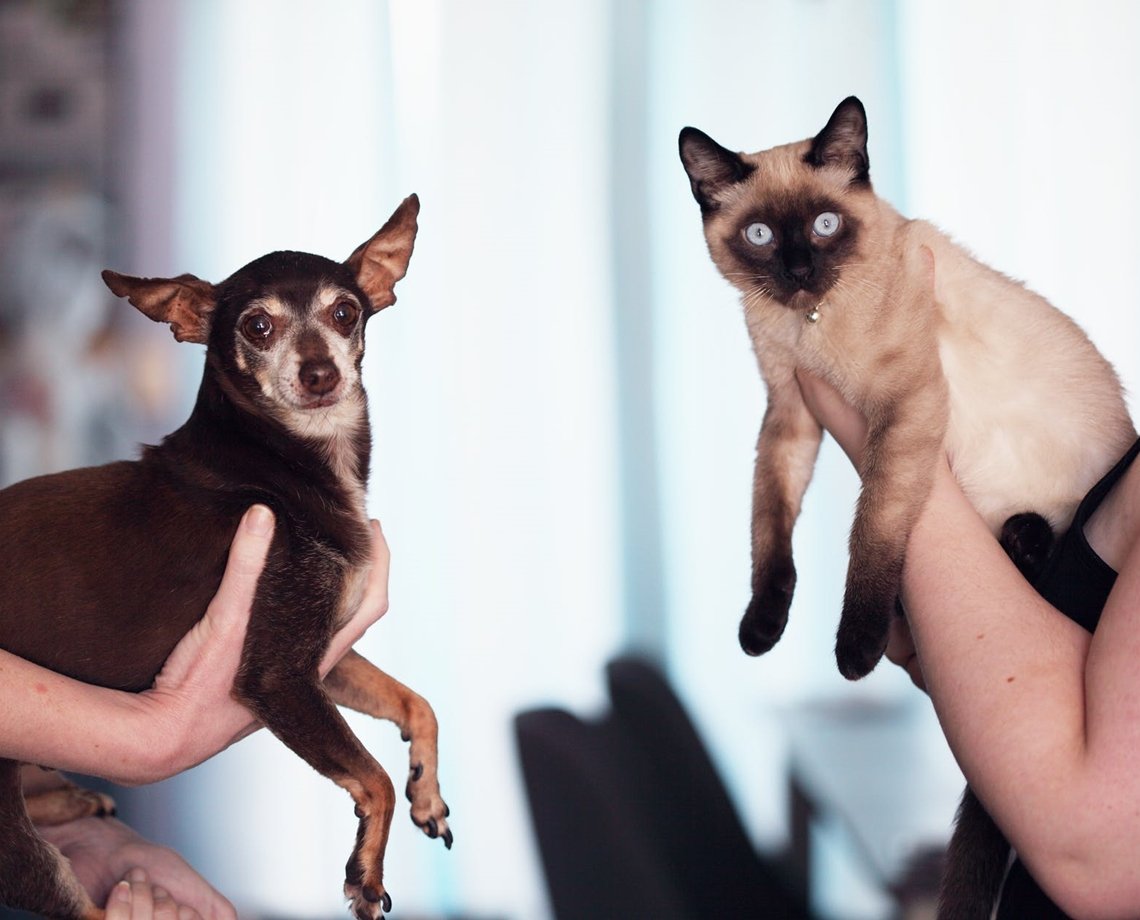 Atropelar animais e sair sem prestar socorro pode virar infração com multa em Salvador