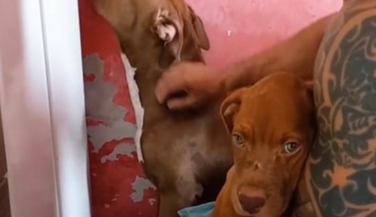 Pitbull ciumento que parece não se importar com a "nova irmã" viraliza nas redes sociais; assista 