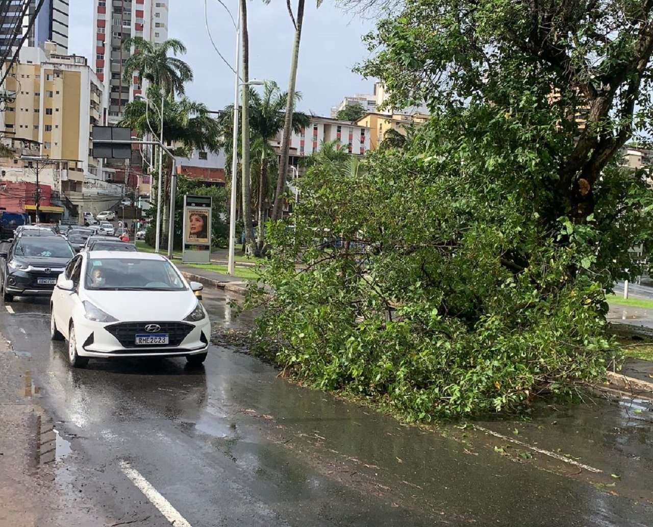 Queda de árvore sobre a pista provoca congestionamento de trânsito na Avenida Centenário, em Salvador