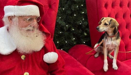 A aventura de "Pipoca": a história do cachorro que pegou ônibus, foi ao shopping e visitou o Papai Noel 