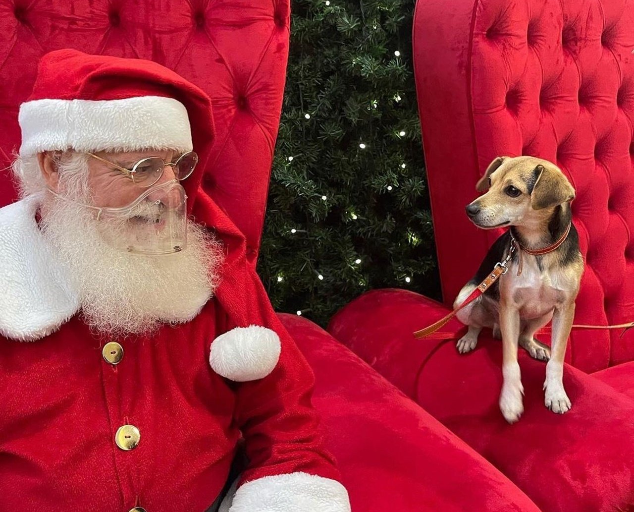 A aventura de "Pipoca": a história do cachorro que pegou ônibus, foi ao shopping e visitou o Papai Noel 