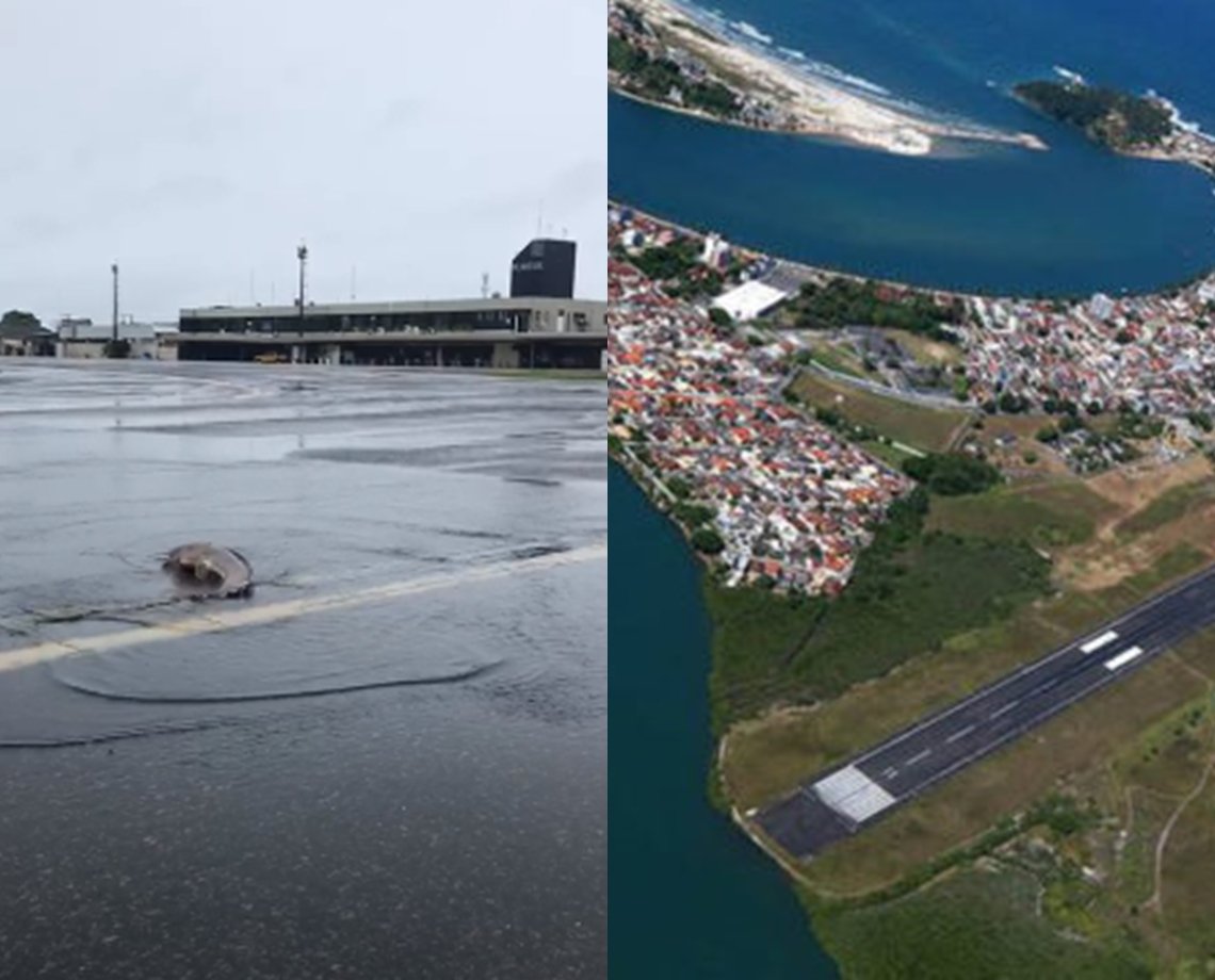 Vídeo: Após chuvas atingirem Ilhéus, peixe bagre vai parar em aeroporto