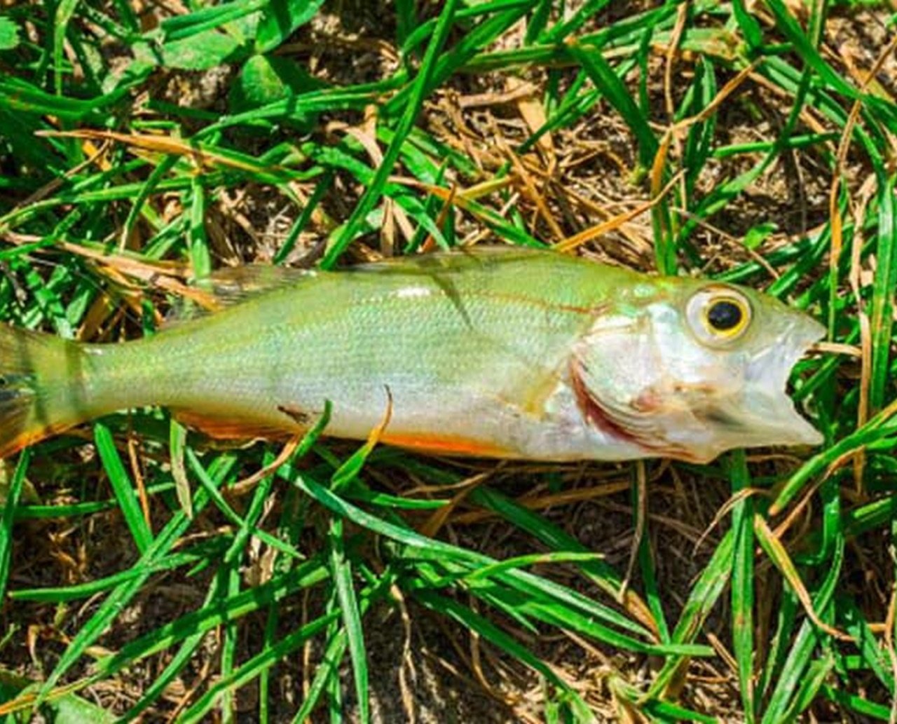 Tá chovendo, peixe! O dia em que a população de uma cidade viu moradores marinhos caindo do céu; entenda 