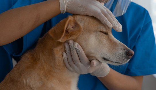 Em Canabrava, primeiro Hospital Municipal Veterinário de Salvador deve ficar pronto até o final de 2022