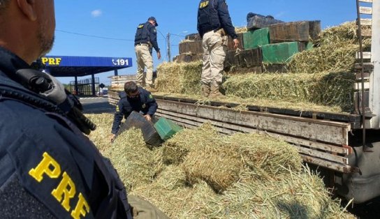 Balanço da PRF registra apreensões de mais de 14 toneladas de maconha feitas em trechos baianos de rodovias em 2021