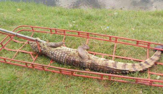 Jacaré com pernas amputadas é resgatado por bombeiros em Feira de Santana 