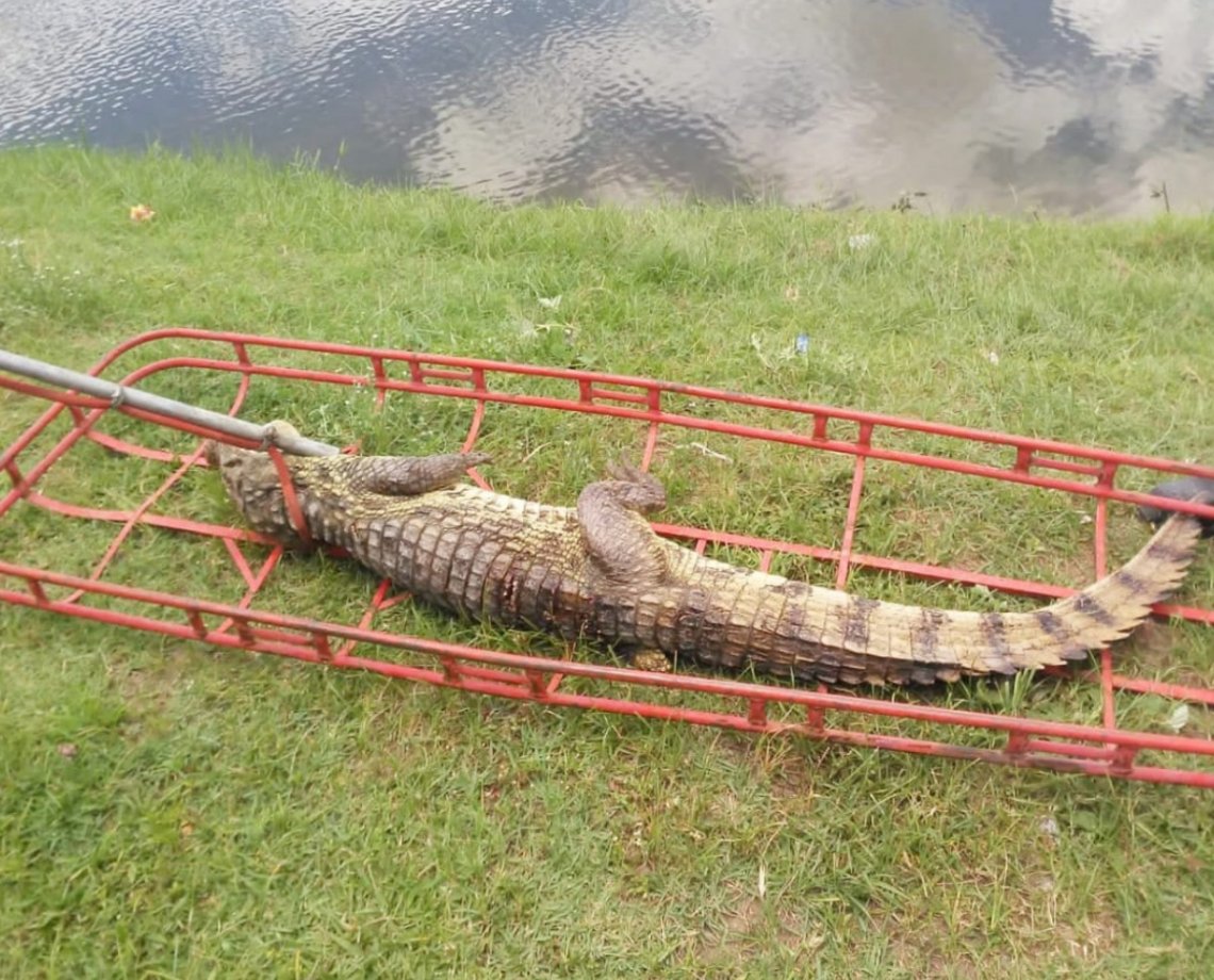 Jacaré com pernas amputadas é resgatado por bombeiros em Feira de Santana 