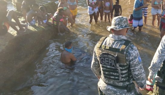 Golfinho encalha no Rio Vermelho e assusta banhistas, mas é resgatado com segurança