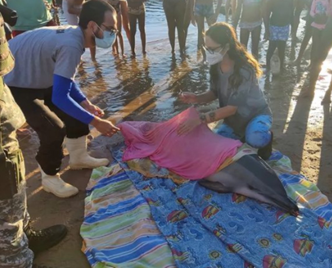 Golfinho resgatado no Rio Vermelho morre e instituto suspeita que animal foi espancado por humanos 